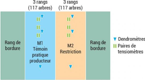 Figure C : Site de la SENuRA, parcelle de noyers (Parcelle U) Figure C : Site de la SENuRA, parcelle de noyers (Parcelle U)