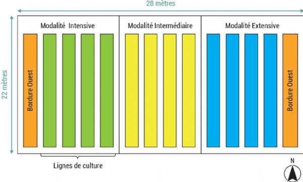 Figure 1 : Schéma représentatif du dispositif expérimental pour l'essai en maraîchage du projet FERTIBIO Figure 1 : Schéma représentatif du dispositif expérimental pour l'essai en maraîchage du projet FERTIBIO
