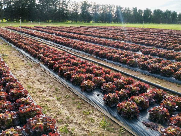 Figure 2 : Culture de salade - novembre 2024 Figure 2 : Culture de salade - novembre 2024