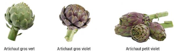 Figure 2 : Trois types d'artichaut Figure 2 : Trois types d'artichaut