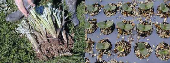 Figure 3 : Drageons d'artichaut et semis d'artichaut