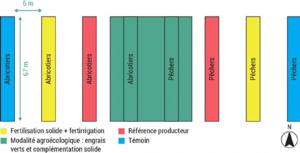 Figure 3 : Schéma du dispositif expérimental de l'essai en arboriculture pour le projet FERTIBIO Figure 3 : Schéma du dispositif expérimental de l'essai en arboriculture pour le projet FERTIBIO