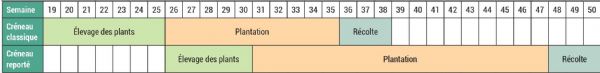 Figure 4 : Calendrier de production du choux cabus, créneau classique et créneau reporté Figure 4 : Calendrier de production du choux cabus, créneau classique et créneau reporté