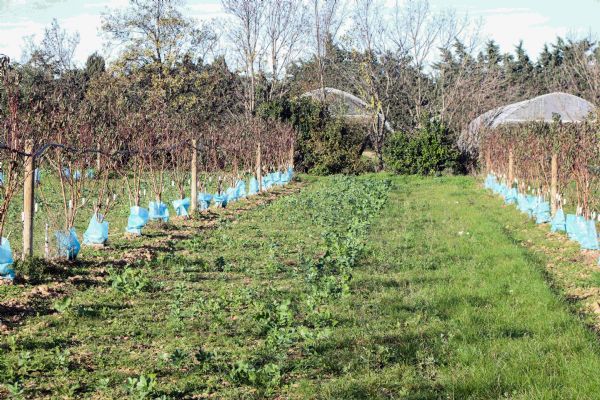 Figure 4 : Couverts végétaux interrang composé de fèverole, seigle fourrager, triticale, vesce, radis fourrager, pois fourrager - le 29 novembre 2024, deux mois après le semis Figure 4 : Couverts végétaux interrang composé de fèverole, seigle fourrager, triticale, vesce, radis fourrager, pois fourrager - le 29 novembre 2024, deux mois après le semis