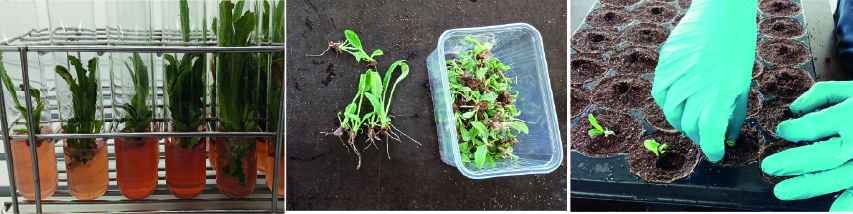 Figure 4 : Vitroplants d'artichauts en tube, prêts à être plantés dans du terreau, et placés en mottes. Le soin apporté aux racines des plants est essentiel.