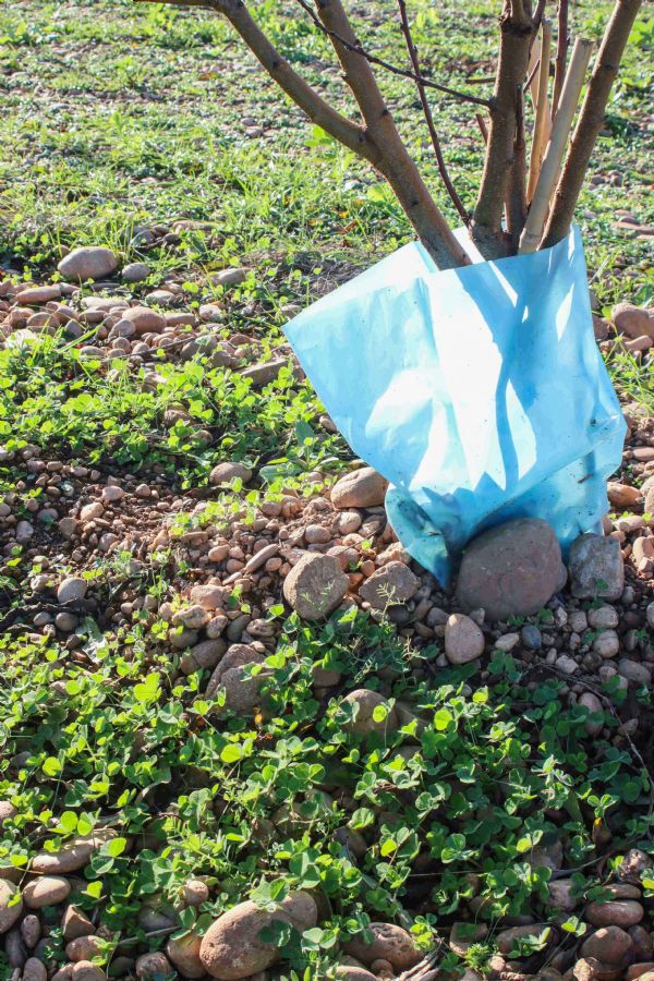 Figure 5 : Trèfle souterrain implanté sur le rang - le 29 novembre 2024, deux mois après le semis Figure 5 : Trèfle souterrain implanté sur le rang - le 29 novembre 2024, deux mois après le semis