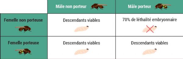 Figure A : Viabilité de différents types de croisements entre femelles et mâles porteurs (W+) ou non porteur (W-) de la bactérie Wolbachia Figure A : Viabilité de différents types de croisements entre femelles et mâles porteurs (W+) ou non porteur (W-) de la bactérie Wolbachia