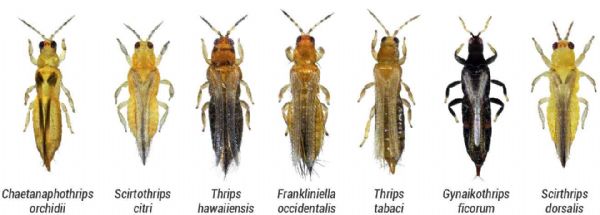 Figure 1 : Différentes espèces de thrips présentes sur les cultures horticoles et maraîchères 