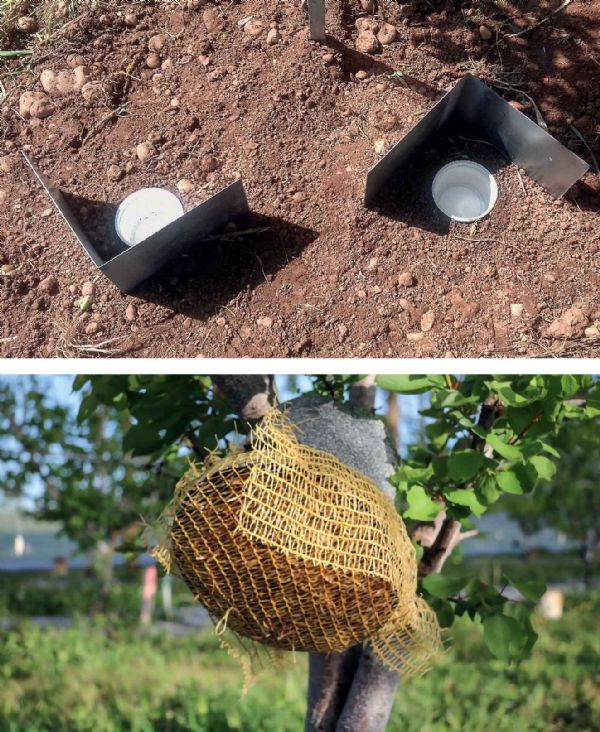 Figure 2 : Pots barber pour suivre les déplacements (à gauche) et pots de fleurs de surveillance de l'évolution de la population 