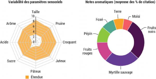 Figure 2 : Variabilité des paramètres organoleptique de 76 lots dégustés par le panel entrainé de 2021 à 2024