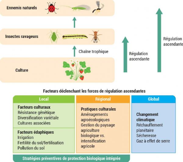 Figure 7 : Résumé des facteurs influençant les forces ascendantes de régulation atteignant les deuxième (ravageurs) et troisième (ennemis naturels) niveaux trophiques dans les agroécosystèmes