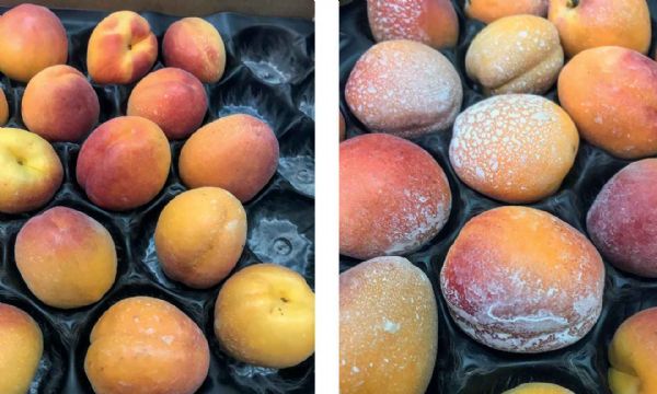 Figure 8 : Fruits traités au ROC MICROSPRAY (à gauche) et au SILICOSEC (à droite)