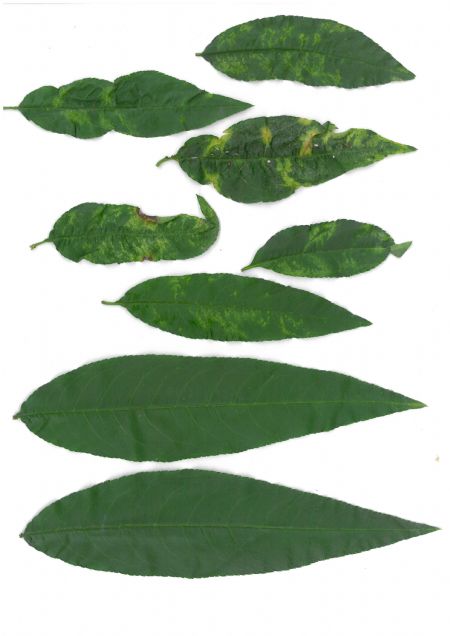 Figure 3 : Feuilles d'arbres fruitiers touchées par un virus Figure 3 : Feuilles d'arbres fruitiers touchées par un virus
