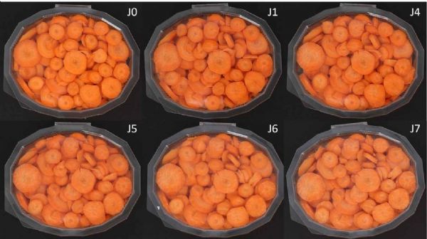 Figure 1 : Évolution des rondelles de carottes conservées en barquette (4 °C) pendant une semaine : des signes de dessèchement visibles au fil du temps