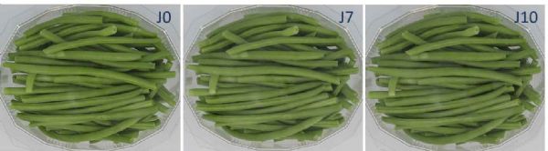 Figure 4 : Évolution des haricots verts équeutés conservés en barquette à (4 °C) pendant 10 jours
