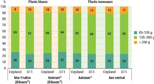 Figure 5 | Buckeye®GALA Simmonscov Synthèse pluriannuelle du calibre des fruits selon les conduites, les conceptions de verger les types de plants, les porte-greffe après dix années, CTIFL Lanxade.