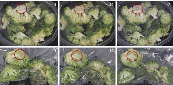 Figure 5 : Fleurettes de brocoli conservées (4 °C) en barquette et sous vide (99 %)