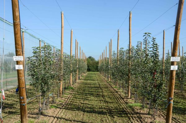 Figure 7 | Buckeye® Simmonscov Mur fruitier fin de deuxième année, plants biaxes bibaum sur Pajam® 2 Cepiland à gauche et Geneva® G11 à droite