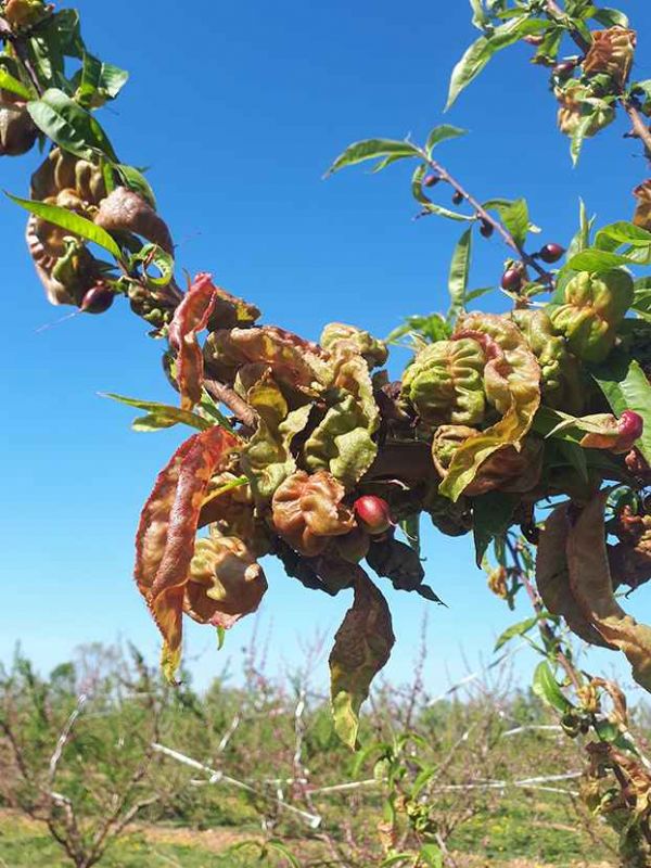 Figure 1 Dégâts de cloque du pêcher