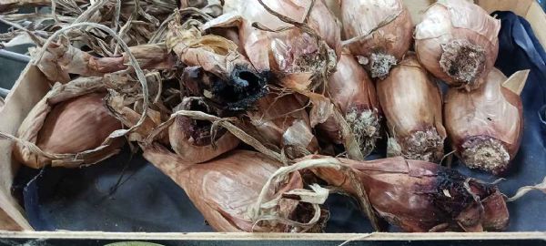 Figure 1 Bulbes atteints de fusariose au niveau du plateau racinaire